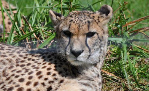 チーター