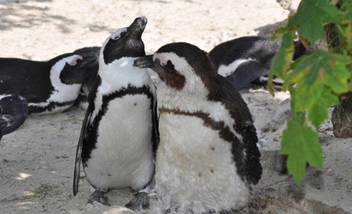 南アフリカのケープペンギン