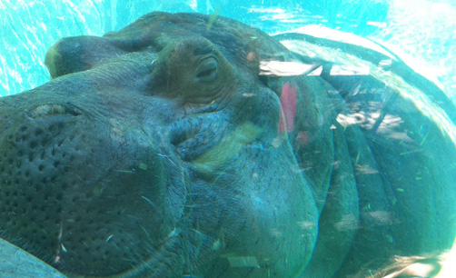 気持ち良さそうなカバ、ど迫力！！
