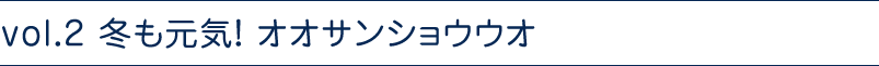 vol.2 冬も元気！ オオサンショウウオ