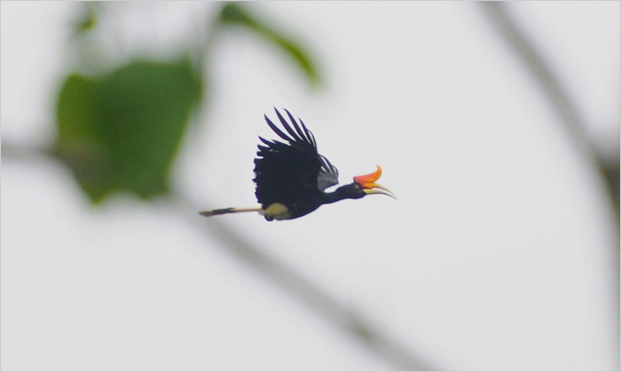 スマトラ島の鳥の代表格ともいえるサイチョウ