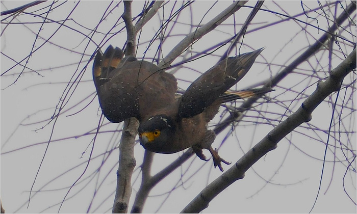 木の枝から飛び立つカンムリワシ