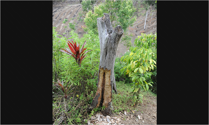 マレーグマが採食した跡