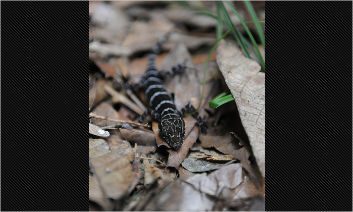森の中で見つけたトカゲのこども