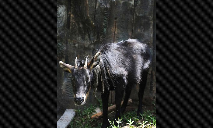 スマトラカモシカ