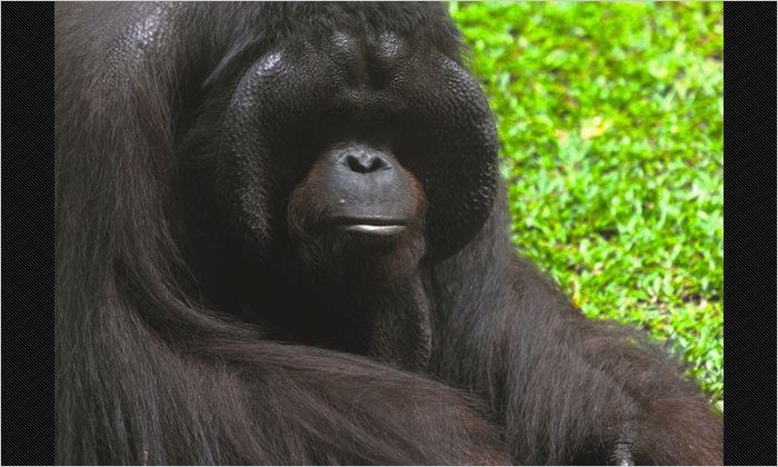 スマトラオランウータン