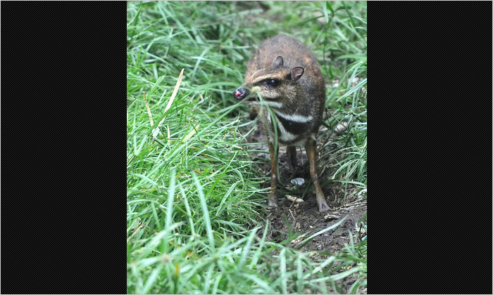 現地で「カンチル」と呼ばれているジャワマメジカ