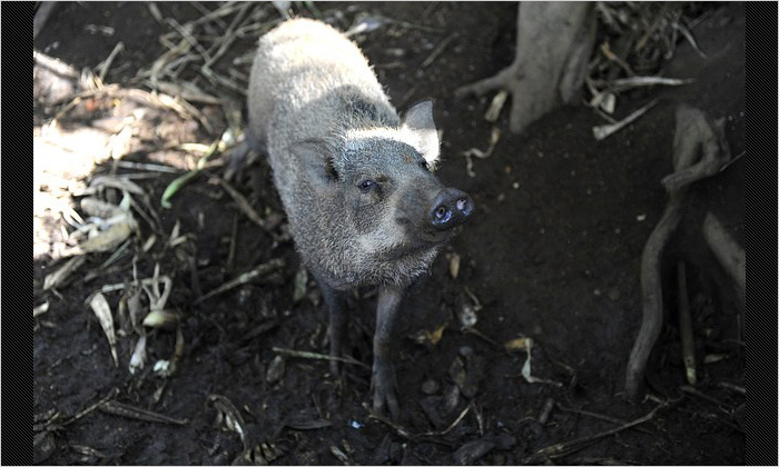 畑の近くでよく見かけるイノシシ