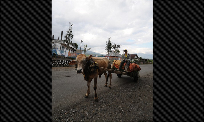荷物を運んでいる牛車。地元の人々にとって、牛は欠かせない労力です