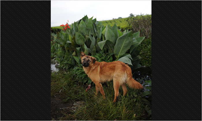 もちろん、犬や猫もペットとして多くの人に飼われています