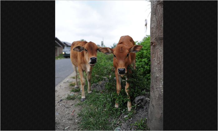 道端に放されていた仔牛
