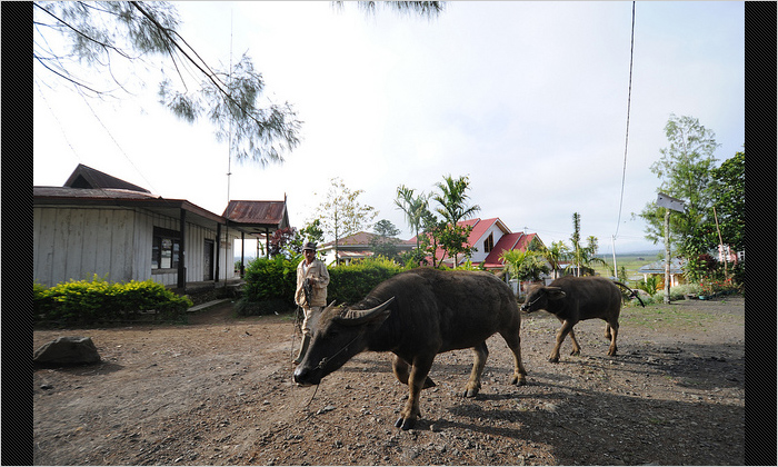 農作業を終えて、うちへ帰る水牛と人