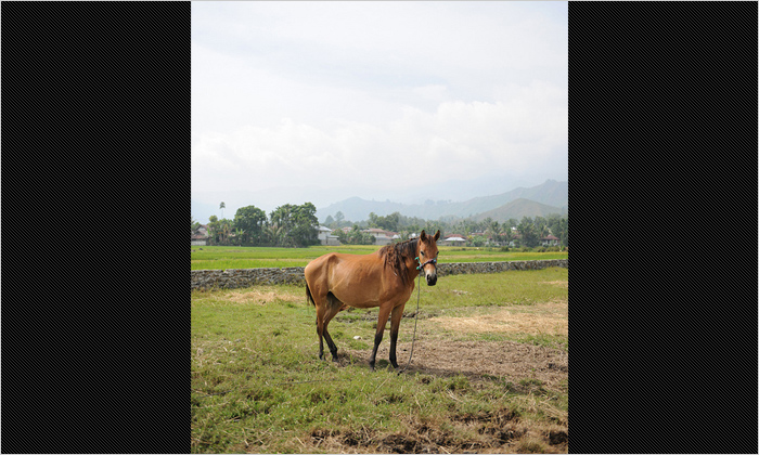 田んぼにつながれていた馬
