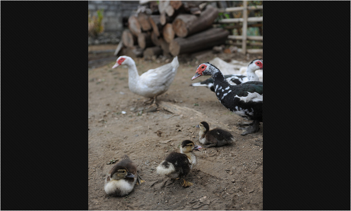 庭で飼われていた鶏とひな