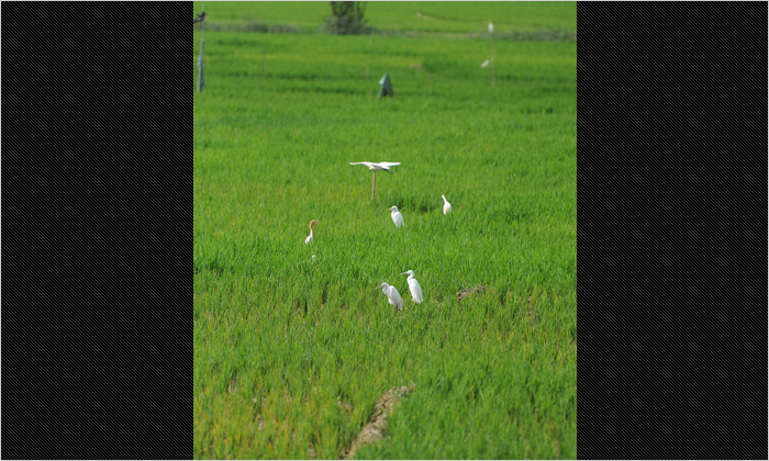 飼われているわけではありませんが、田んぼにはシロサギがたくさんいます