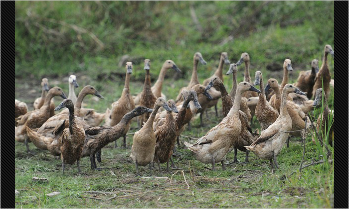 団子になって走り回っていたアヒル