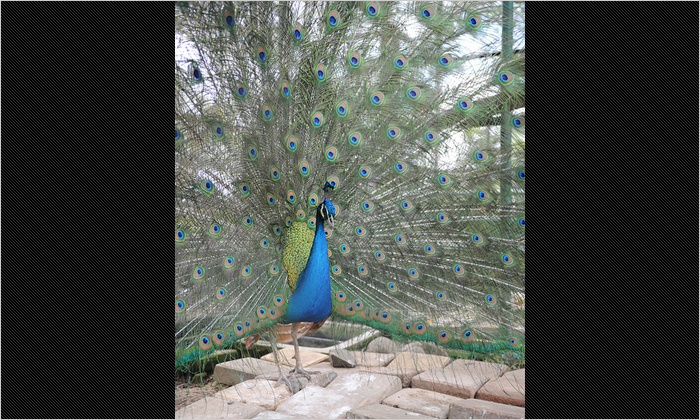 クジャクが羽を広げていました