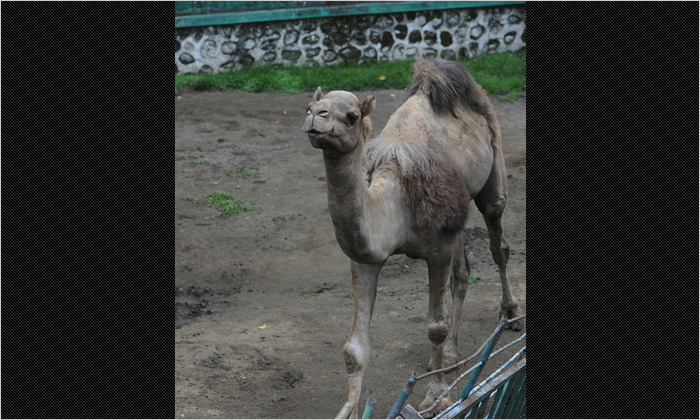 スマトラのどうぶつではありませんが、若々しくて元気に歩き回っていたラクダ