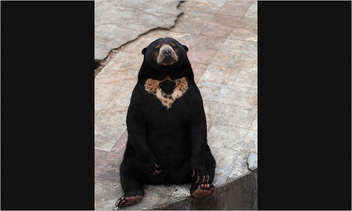 マレーグマ。食後にぼんやり休憩中