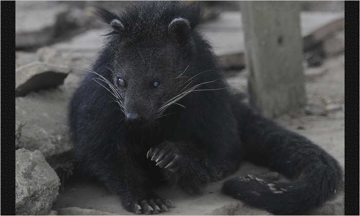 ビントロングです。長い尾は、木に巻きつけてバランスをとるのに役立ちます