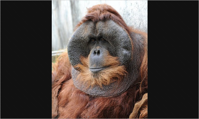 スマトラオランウータンのオス「バンバン」。穏和そうな立派なオスです