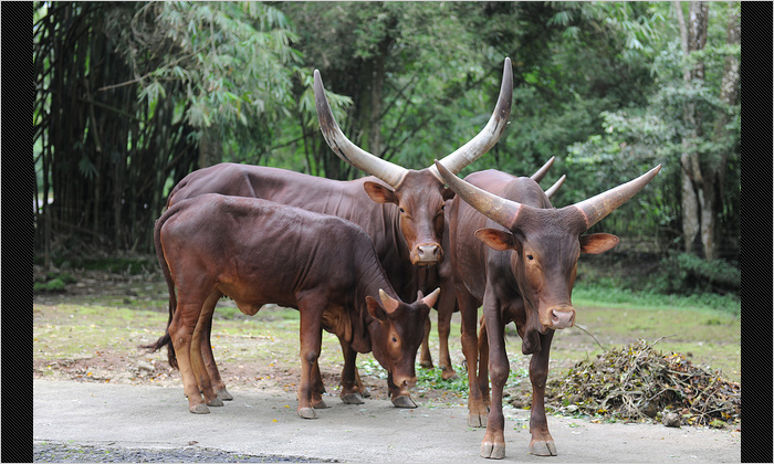 アジアの野牛、バンテン
