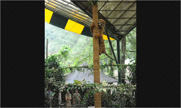 スマトラトラのショーでは、軽々と木に登る姿も見せてくれました