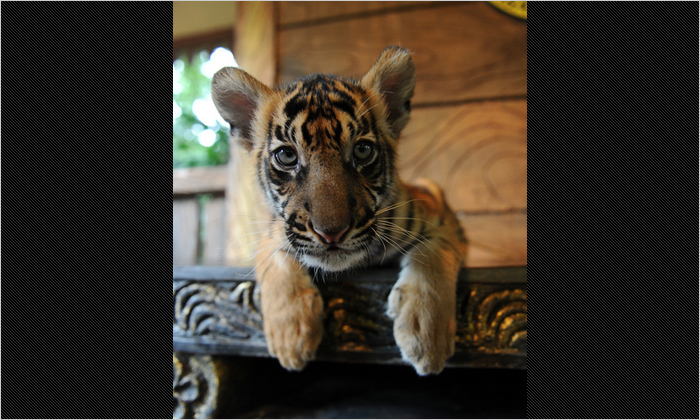 こちらはスマトラトラの赤ちゃん。一緒に記念撮影ができます