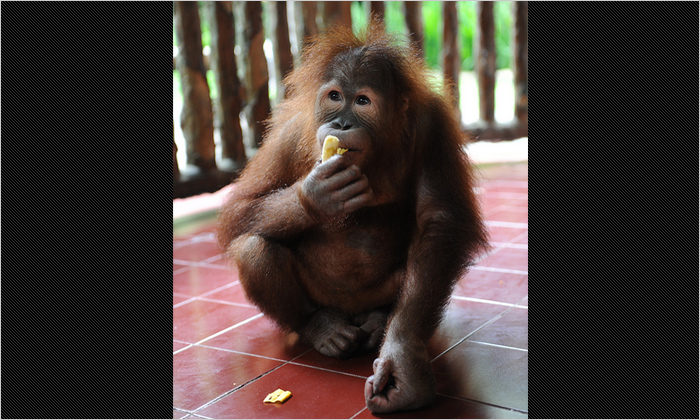 スマトラオランウータンの赤ちゃん
