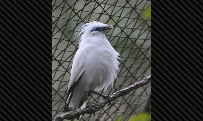 バリ島の固有種、カンムリシロムク