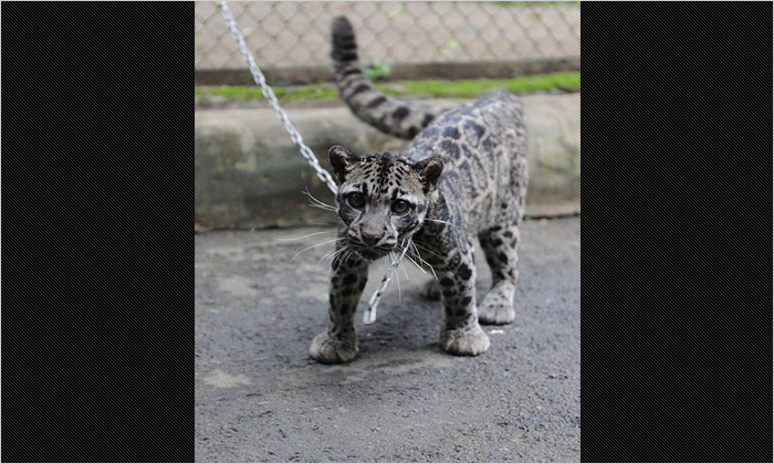 動物病院の前につながれていたウンピョウの赤ちゃん