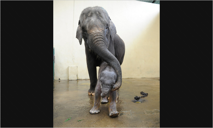 スマトラゾウの母子