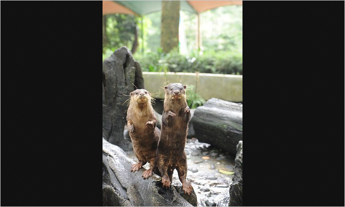 ジャワカワウソ。2頭で立ち上がってポーズ！