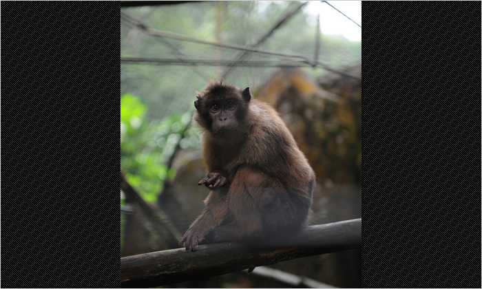 クリンチ山の近辺はシナモンの産地で、世界市場の40%をしめています