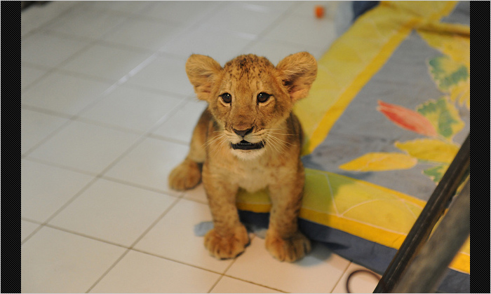 保育室にいたライオンの赤ちゃん