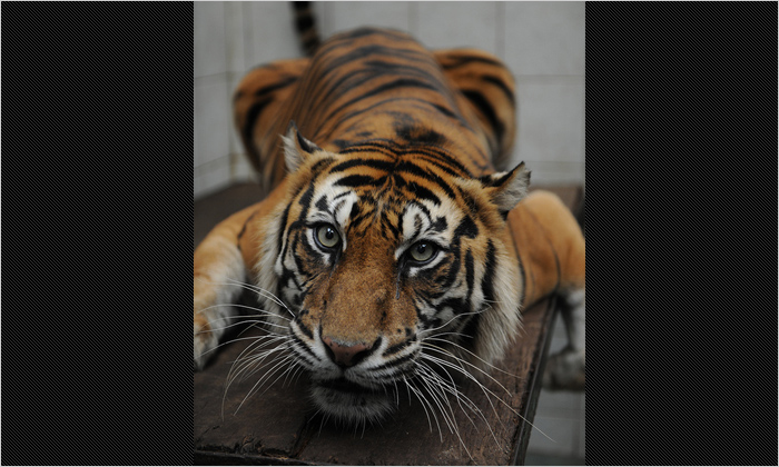 41頭ものスマトラトラがいる獣舎は圧巻です