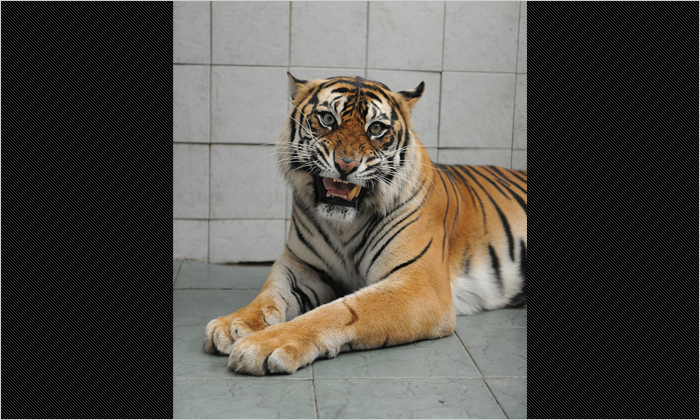 ちょっぴり威嚇