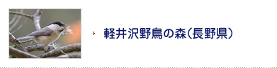 軽井沢野鳥の森（長野県）