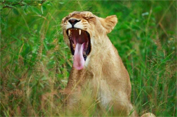 野生どうぶつの宝庫南アフリカ共和国 クルーガー国立公園を読む